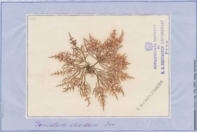 Lomentaria clavellosa_84.jpg